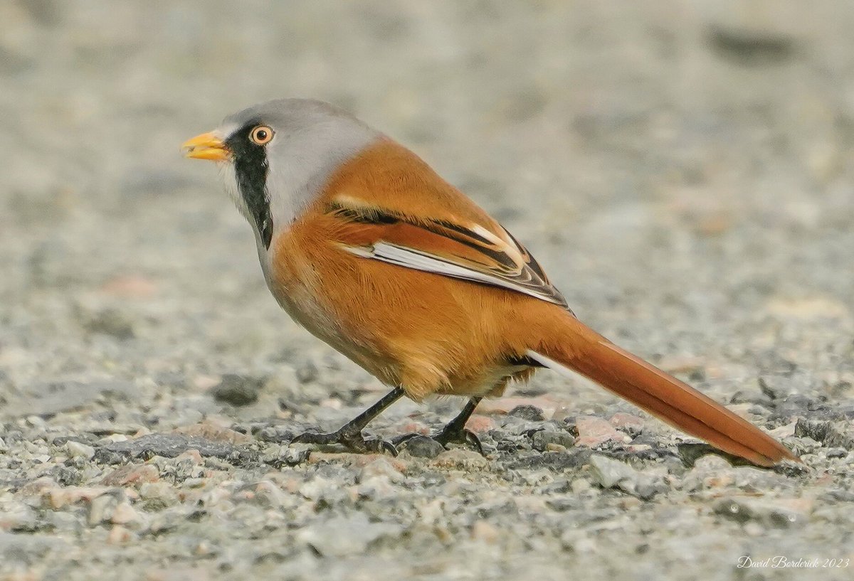 daveborderick's tweet photo. Flock of Bearded Tit getting grit from Sharemarsh Track at SWT Carlton Marshes, Lowestoft this morning @SWTCarltonMarsh @SWTSiteManager @SWTWaveney @suffolkwildlife @coastalwarden @LowestoftLizard @SuffolkBirdGrp https://t.co/6ZGumGAi8F