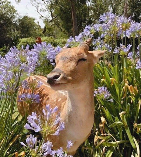 deers deserve many flowers . . .