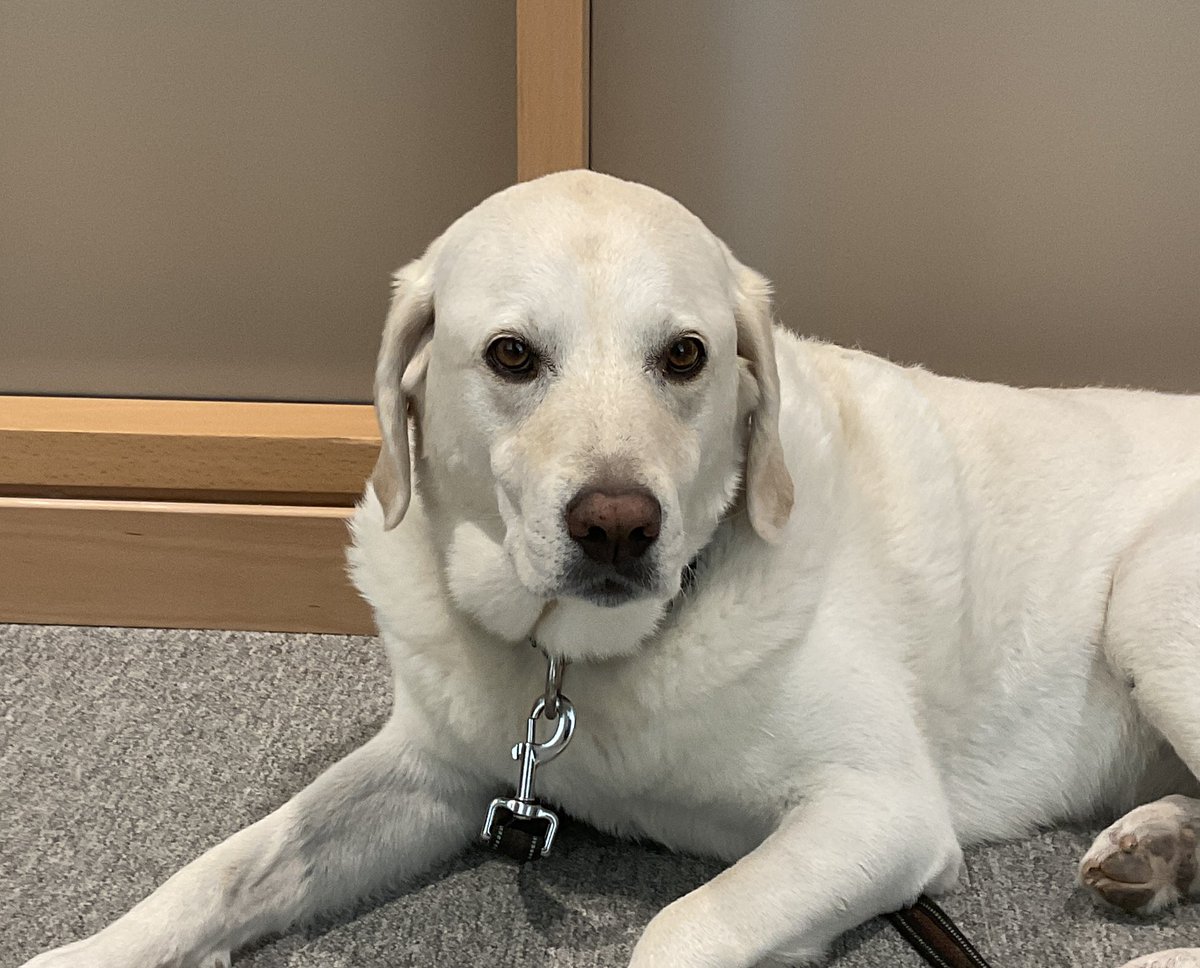 RomanandDandy's tweet photo. It’s Friday before the Thanksgiving long weekend, and Dandy’s at court ready to provide support. We hope you all have a great weekend. Big thank you to Dandy for the work she does! 😀 #dogsoftwitter #dogsofx #courthousedogs https://t.co/vzT1Z5dRmW