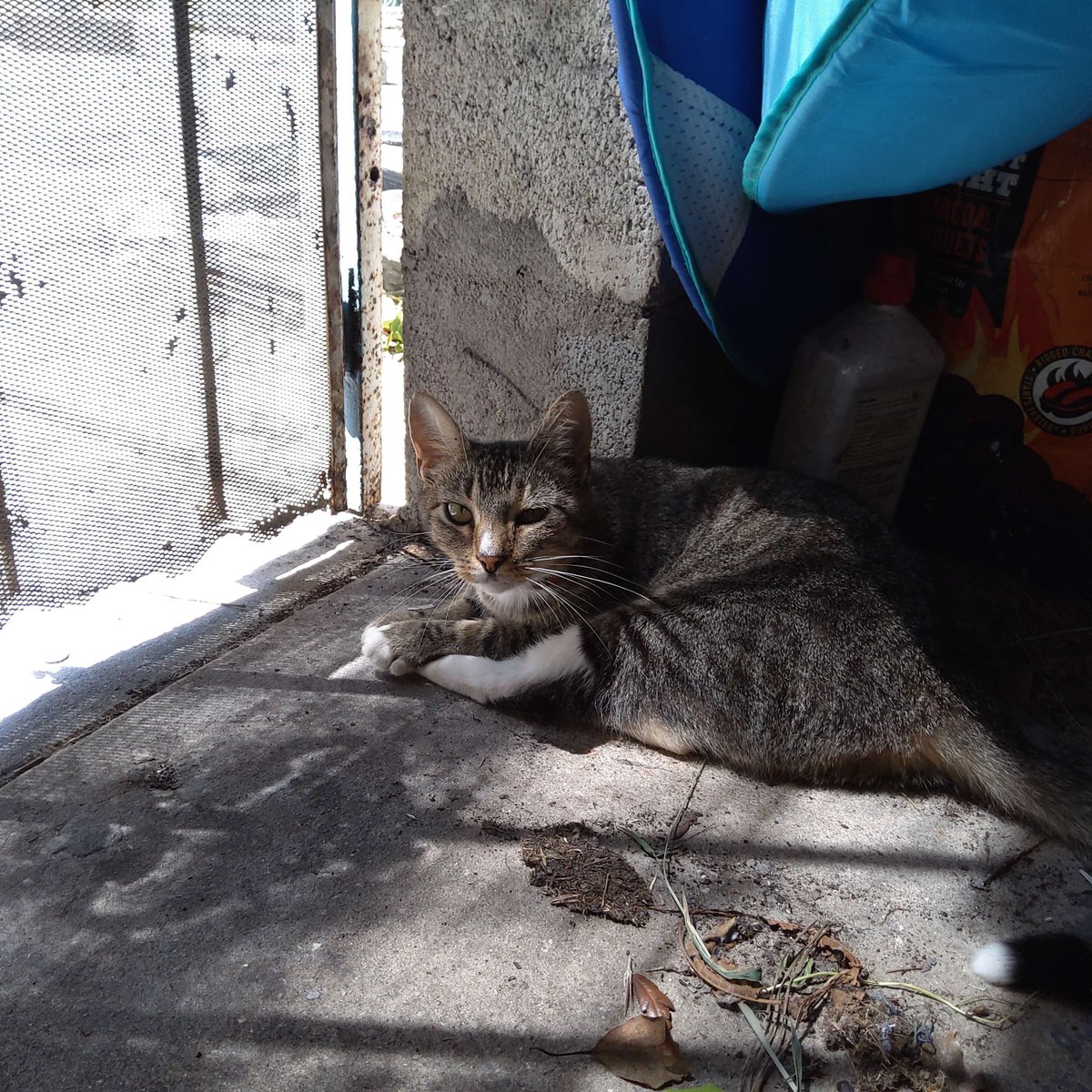 CraftBumble's tweet photo. For our next cat, we introduce Jr.Mod Belle. She just loves soaking up attention by anyone who will give her some and is well known for just sitting &amp; sleeping on your lap for ages 

Go give your cat some more attention and treats ~🌻 https://t.co/PrYRoLJUPX