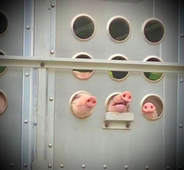 JohnOberg's tweet photo. Isn't this one of the most heartbreaking photos you've ever seen? They just want to live. 💔 https://t.co/JQqQIZ1m1p