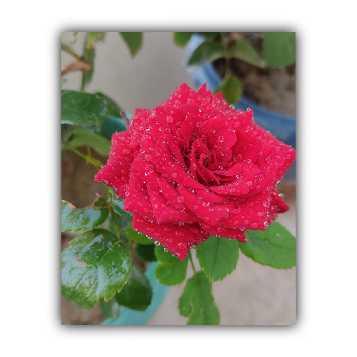 hearts_healer's tweet photo. Mah phool media 💕🧿
#flowera https://t.co/RKFueKT1Qr