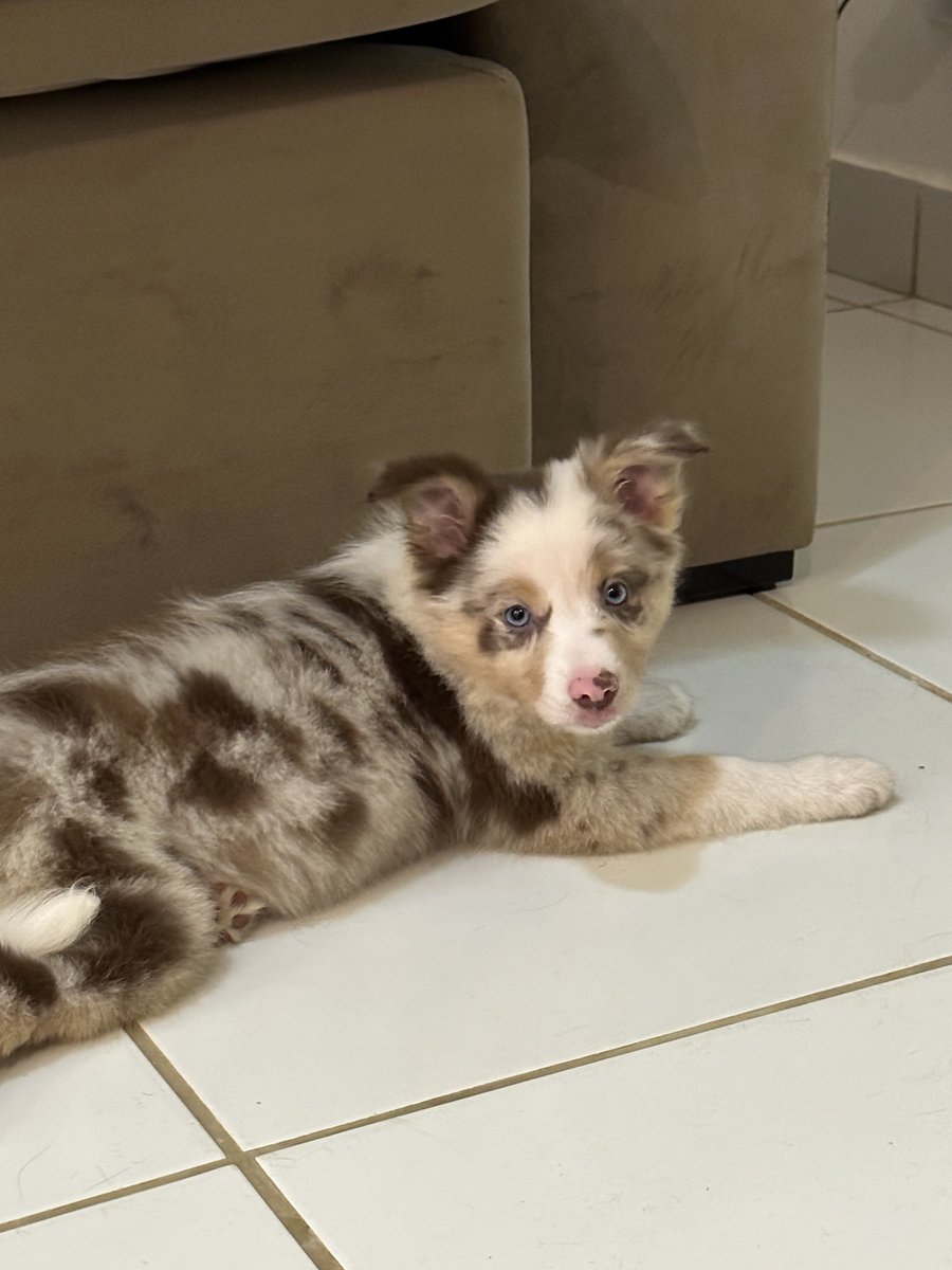 flaviofilipex's tweet photo. Oficialmente pai de pet!
Brisa, a brisada!
Raça: Borde Collie
#pet #dog #bordercollier https://t.co/n73RwppuzM