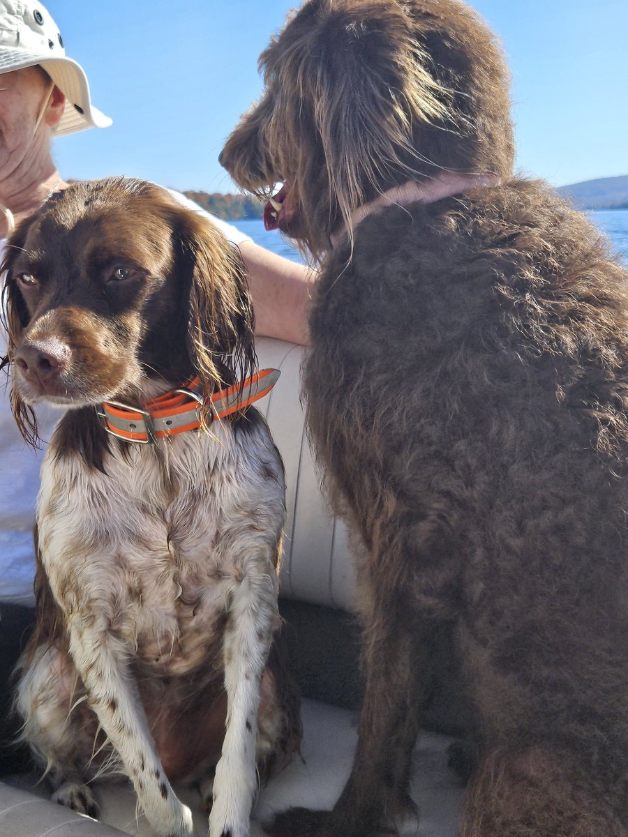 TheAnnieOakley's tweet photo. Furrends! We went boating on a beautiful warm day on Wednesday! My pawrents took my bestie, Roey's pawrents, so I got to take her too! It was her first time on a boat! She did great! Hope you have a pawsome day! #Brittanyosaurus #DogsofTwitter #pheasantdog #LovesLife https://t.co/QJkDwSon6J