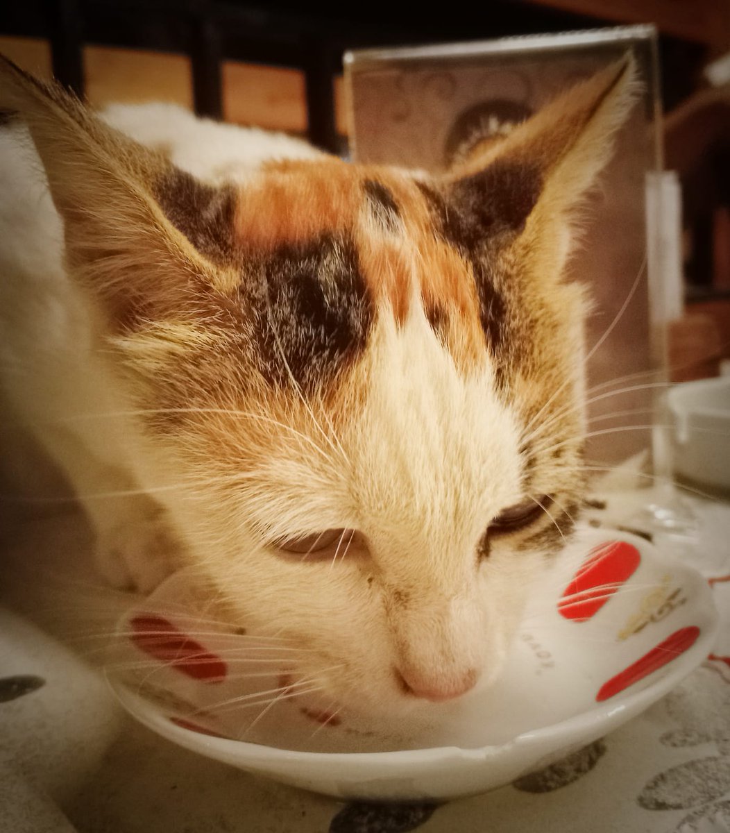 Davetsiz misafir :)

#kedicik #Mersin #mersinforum #gönülkahvesi #Adana #candostlar #objektif #fotoğraf #canonphotography #canon #nikon #manzara