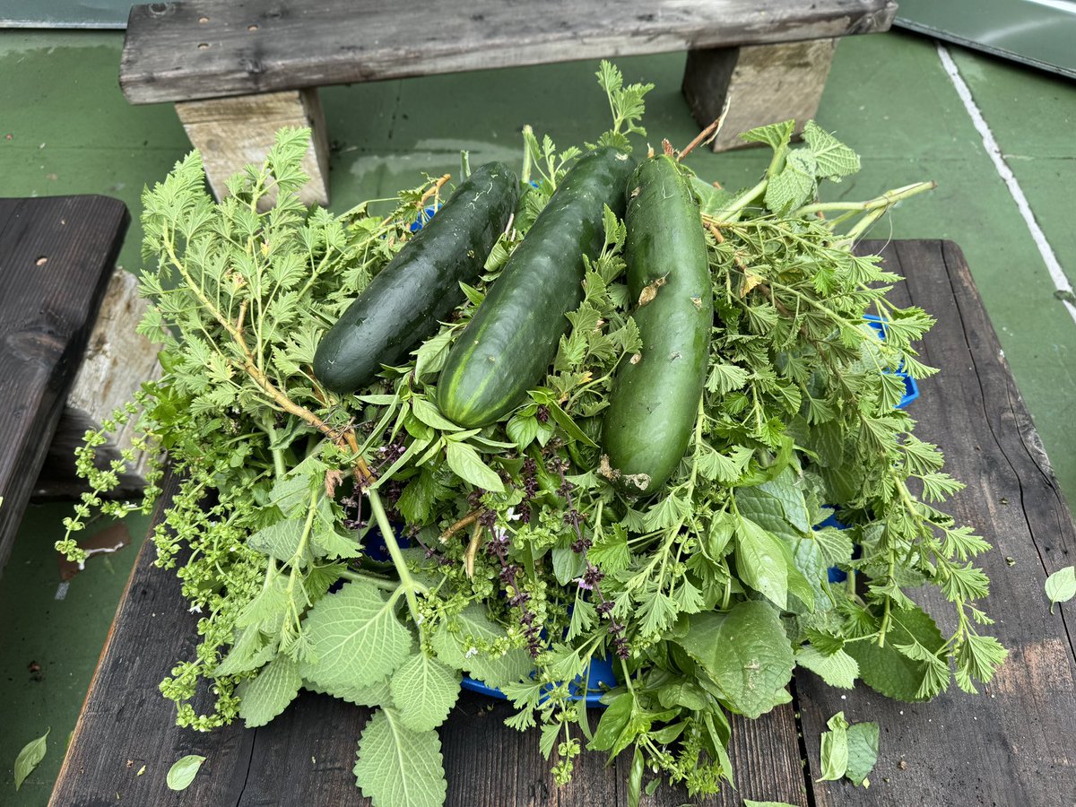 MrFullerDOE's tweet photo. Today in our garden club @Magnet157  one of our students said “this smell reminds me of my home country”. Love this time every Friday. We are preparing herbs with hopes of having a farmers market soon, may have sampled a cucumber too 😜. @NYCSD14 @District14Supt @GrowNYC #garden https://t.co/KpXS1LOiAT