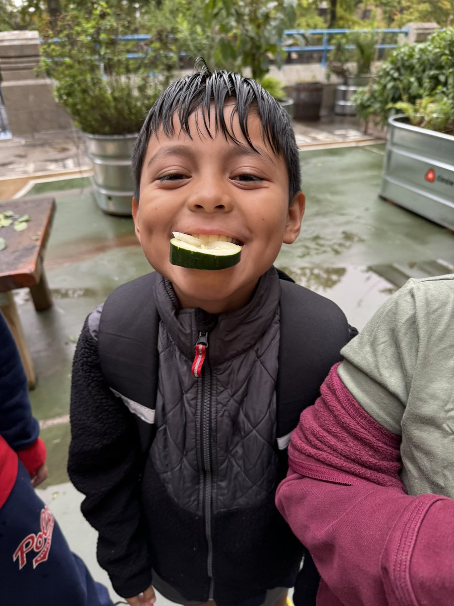 MrFullerDOE's tweet photo. Today in our garden club @Magnet157  one of our students said “this smell reminds me of my home country”. Love this time every Friday. We are preparing herbs with hopes of having a farmers market soon, may have sampled a cucumber too 😜. @NYCSD14 @District14Supt @GrowNYC #garden https://t.co/KpXS1LOiAT