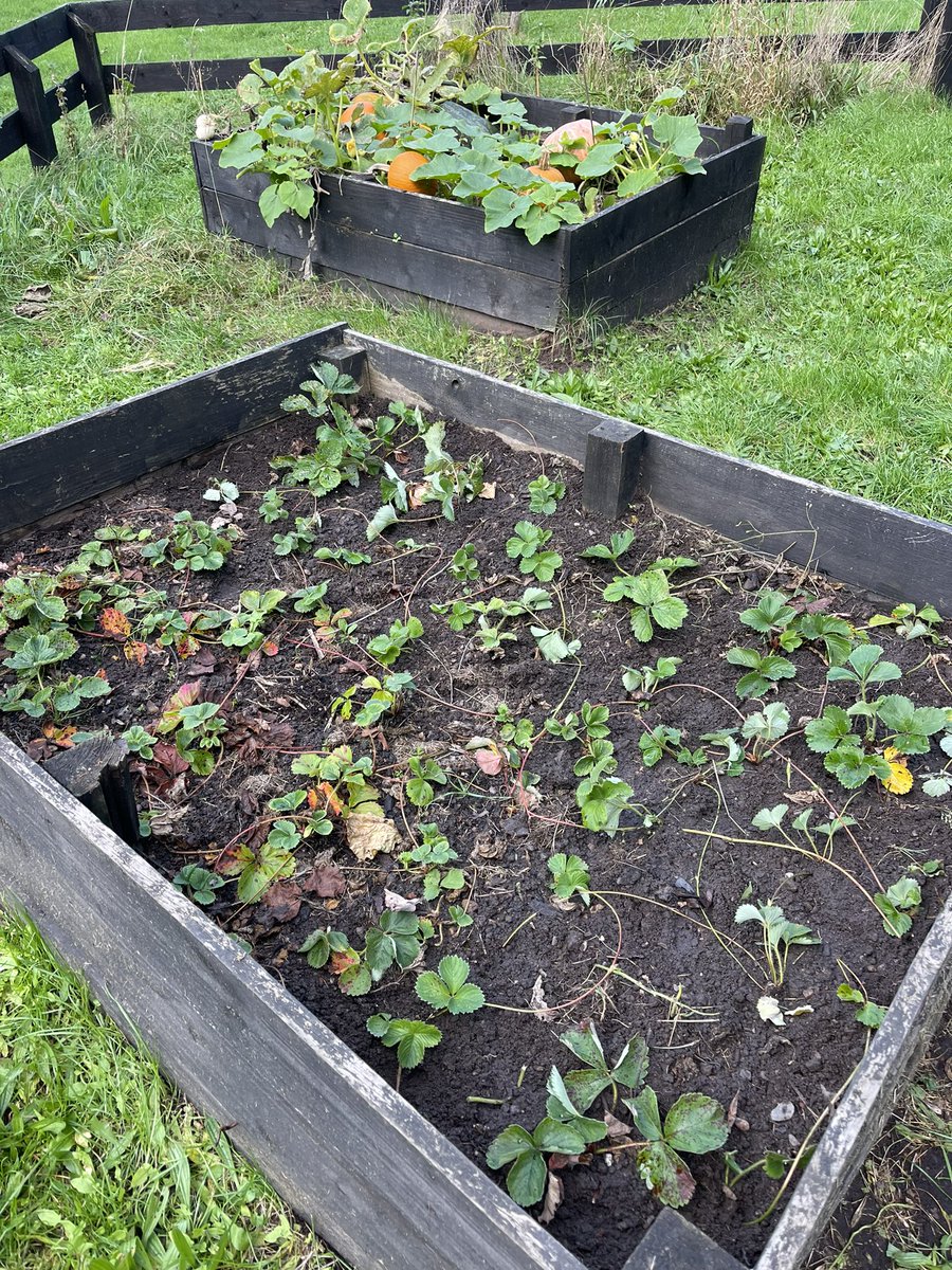 ace_reda's tweet photo. @hillwestprimary  Let's hope that next summer, the allotment will be teeming with ripe, red strawberries. https://t.co/eb5ZlsWSB7