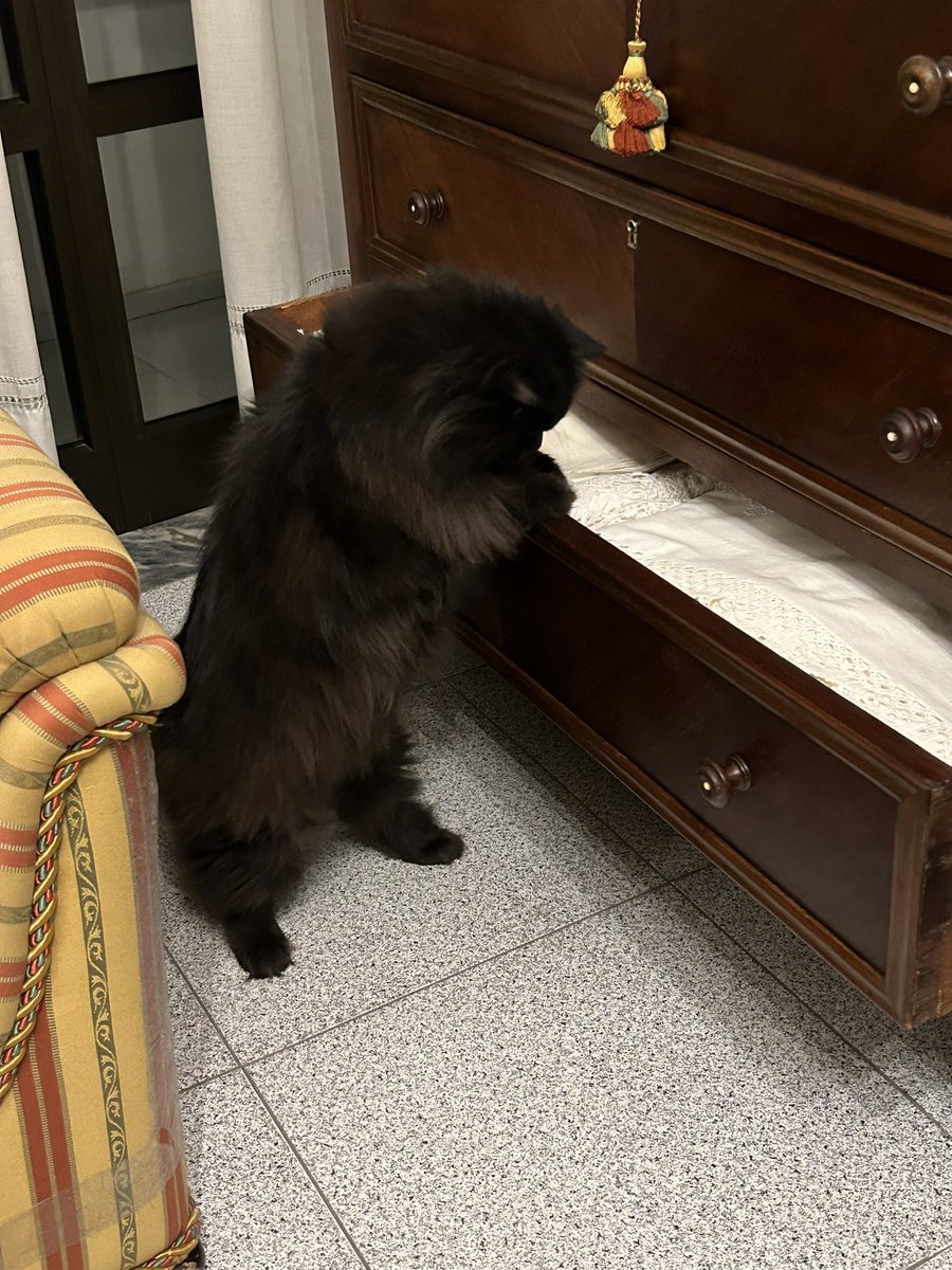 meow_london's tweet image. I always prepare a report with a full inventory!
Everyone knows the cat of the house needs to keep track of everything! 😺

#cat #busycat #catrules #gato #catlife