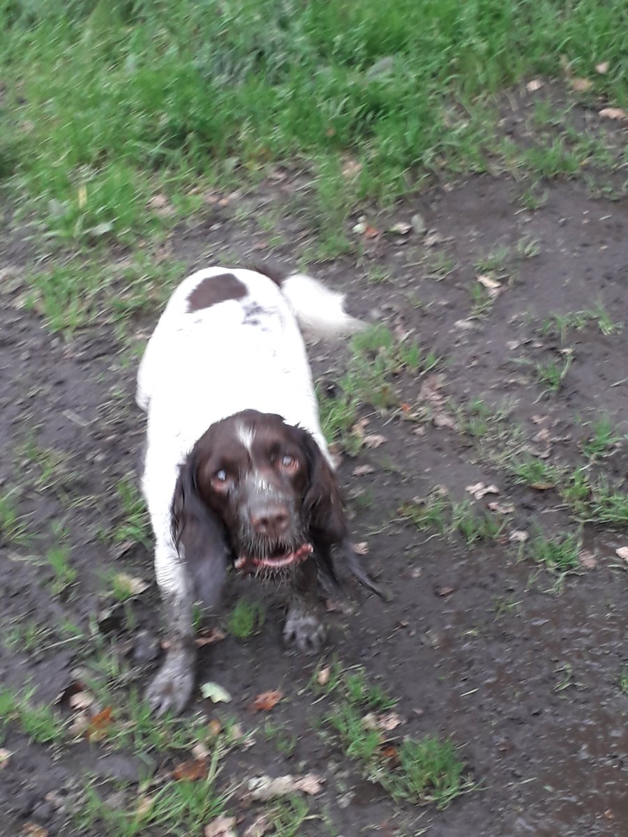 DHarazny's tweet image. Out with Charlie boy this afternoon, and back to his muddy puddle. #SpringerSpaniels #spanners