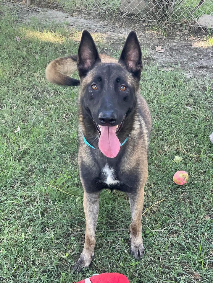 Iza_2021's tweet photo. 🆘Euthanasia🆘 DEADLINE 10/9 

2yo #belgianmalinois tied to a stop sign in the middle of nowhere 😠😭 his life is at risk now without a #foster or adopter. 

He is so sweet, friendly with everyone despite of the trauma he must have been through, friendly with other dogs & even with cats 🥺 
Can we pls get him out to safety & into a loving home🙏🏼 We need a foster 🆘
His ID is #229633

📍Ramona Humane-Society 
690 Humane Way
San Jacinto, CA 92582 
The shelter is open to the public Monday through Saturday from 9am to 4pm for adoptions.