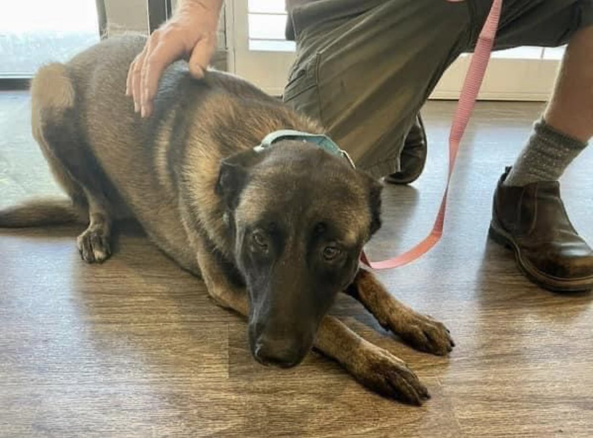 Iza_2021's tweet photo. 🆘Euthanasia🆘 DEADLINE 10/9 

2yo #belgianmalinois tied to a stop sign in the middle of nowhere 😠😭 his life is at risk now without a #foster or adopter. 

He is so sweet, friendly with everyone despite of the trauma he must have been through, friendly with other dogs & even with cats 🥺 
Can we pls get him out to safety & into a loving home🙏🏼 We need a foster 🆘
His ID is #229633

📍Ramona Humane-Society 
690 Humane Way
San Jacinto, CA 92582 
The shelter is open to the public Monday through Saturday from 9am to 4pm for adoptions.
