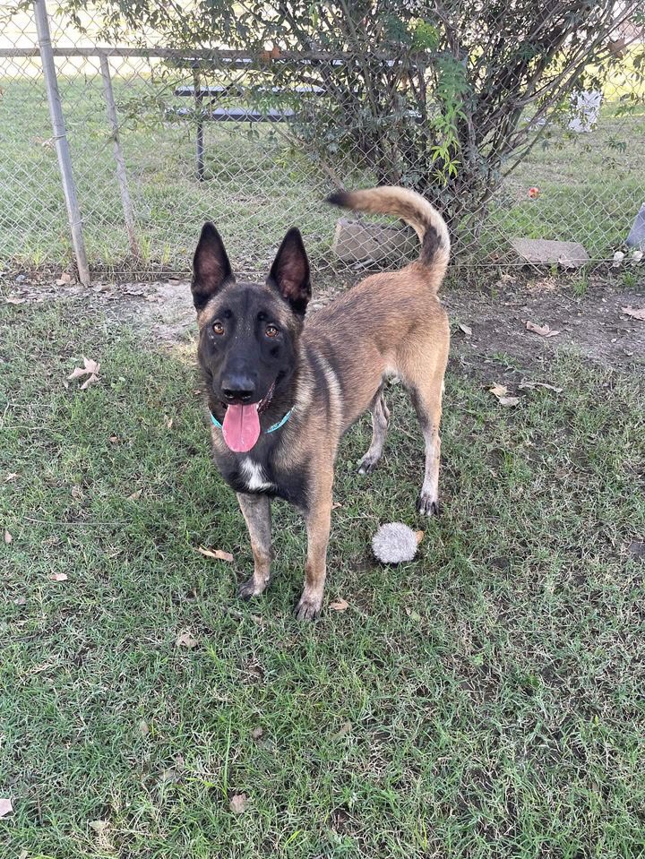 Iza_2021's tweet photo. 🆘Euthanasia🆘 DEADLINE 10/9 

2yo #belgianmalinois tied to a stop sign in the middle of nowhere 😠😭 his life is at risk now without a #foster or adopter. 

He is so sweet, friendly with everyone despite of the trauma he must have been through, friendly with other dogs & even with cats 🥺 
Can we pls get him out to safety & into a loving home🙏🏼 We need a foster 🆘
His ID is #229633

📍Ramona Humane-Society 
690 Humane Way
San Jacinto, CA 92582 
The shelter is open to the public Monday through Saturday from 9am to 4pm for adoptions.