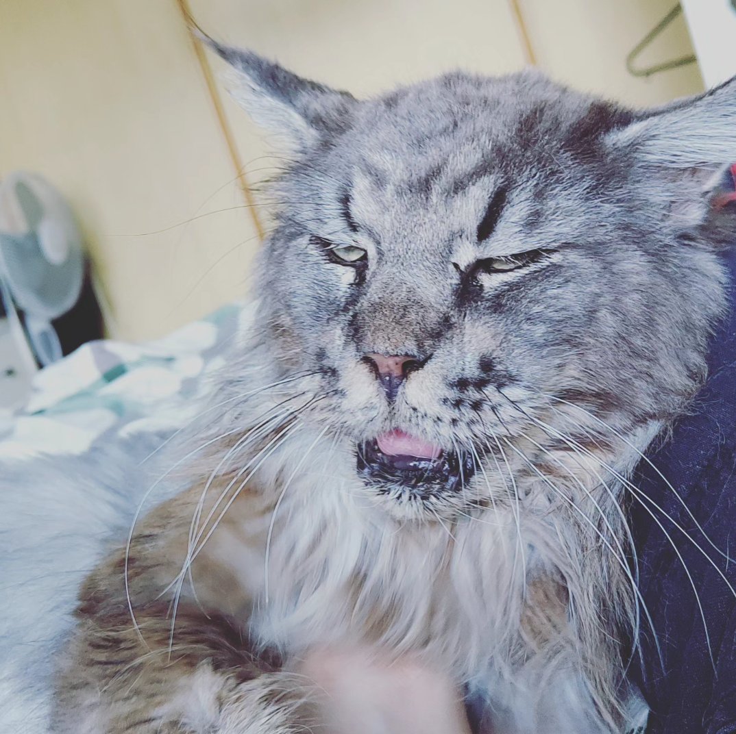 HiImBerryBuh's tweet photo. Ich glaube der hat sich eingelebt 🤣
#RandomCatContent https://t.co/BT4Van0yQt