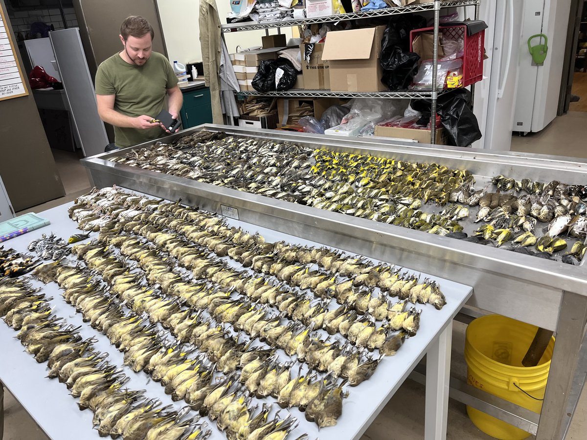 Field Museum (@fieldmuseum) on Twitter photo Nearly 1,000 birds died after striking the windows at McCormick Place convention center on October 5: the most Field collecting efforts have documented in the past 40 years.
📸: Lauren Nassef Nearly 1,000 birds died after striking the windows at McCormick Place convention center on October 5: the most Field collecting efforts have documented in the past 40 years.
📸: Lauren Nassef
