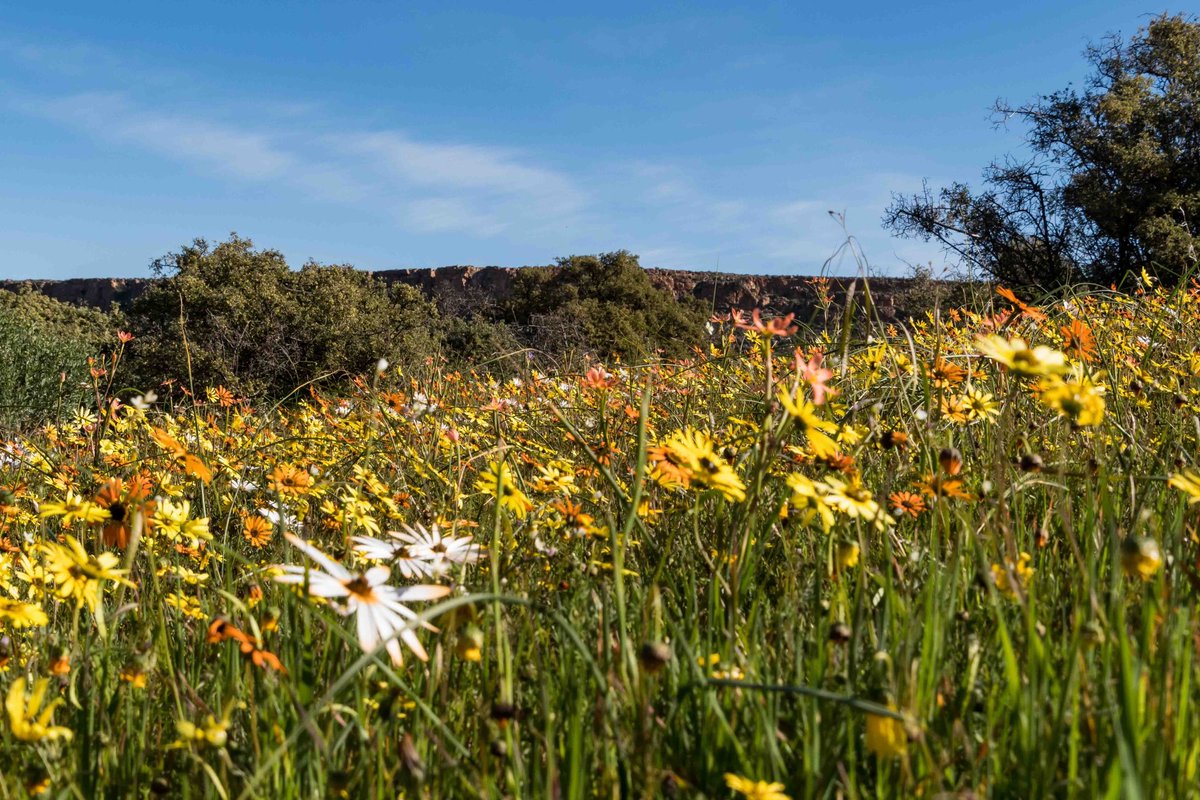 Happy Friday #FlowersOnFriday #flowers