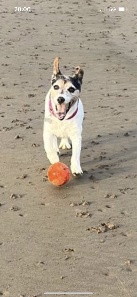 Think she’s happy to be back at the beach!! 😆😆 @Penny_Lane_Pup @MillieandGriff @jennystape @BettyFordDog @TuffyCat @Tuff_titus @Ted1Inquisitive @PetsatHome @Darcie212 @huhnerfee @gucci_pooh @TheLovelyRomeo1 @creek_moose @bertie_lakeland @TheoBertie
