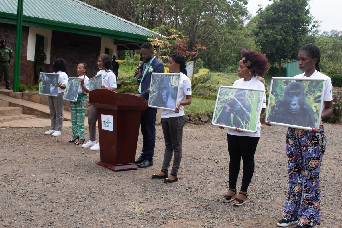 Primatexpertise's tweet photo. The gorilla naming ceremony organized at #Tshivanga, the headquarters of the #KBNP, left a lasting impression. On 5 Oct. 23, we attended the naming ceremony for 6 G. gorillas, including 2 SB (Kabare &amp; Shosho), 3 babies (Stamina, Youssoufa, &amp; Milan), and one adult female (Mpeko). https://t.co/vSZzo35nWi