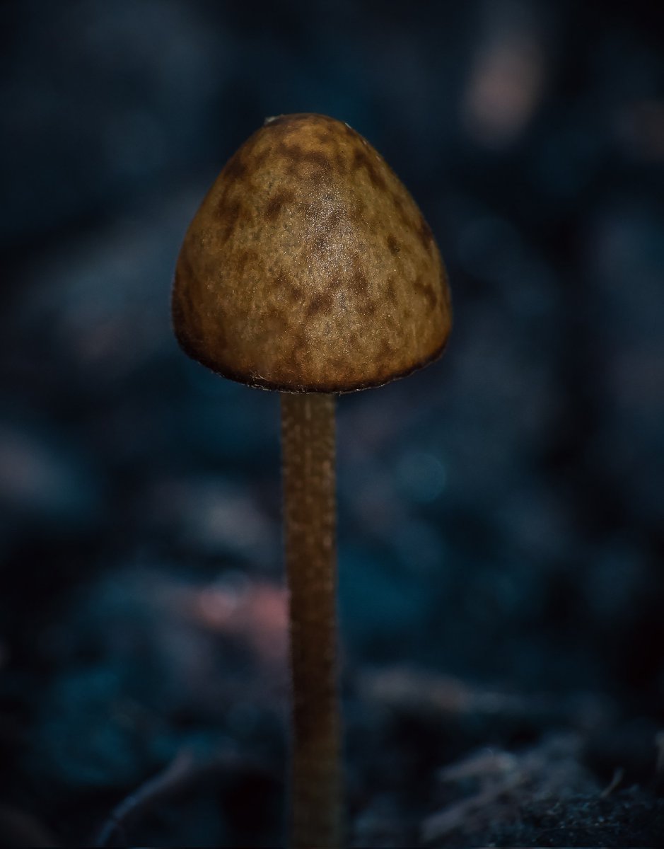 Found this little mushroom in my garden - must go out & find more! 🍄

#mushroom #mushroomart #mushroomlove #mushroomhunter #fungi #fungiphotography #fungifanatic #fungifreaks #mushroomphotos #colour #art #photography #macro #macrophotography
#macromood
#macroworld