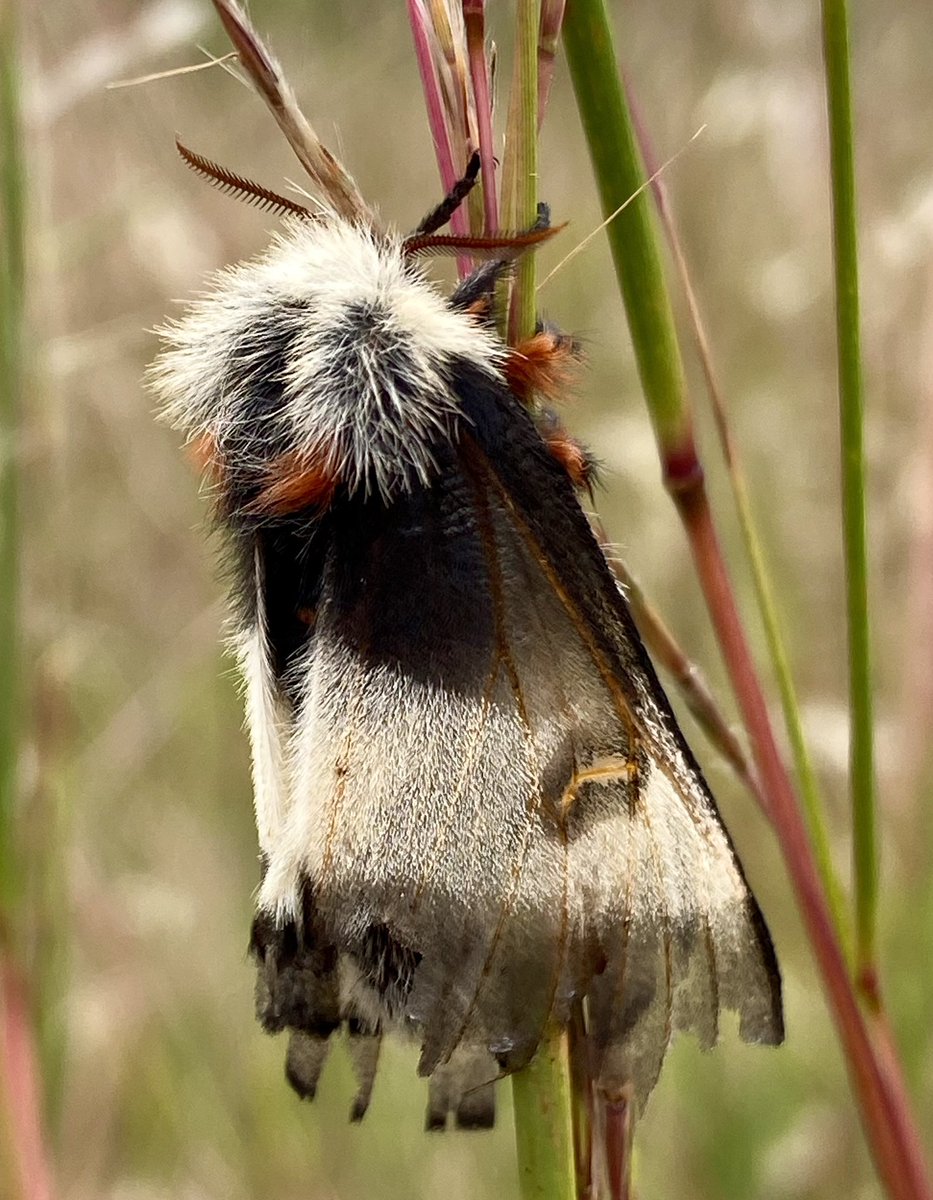 kerryyurewicz's tweet photo. This one was a little worn, but still a beautiful sight - New England Buck #Moth, Hemileuca lucina. I saw this one in late September here in NH. #InvertOfTheWeek #Lepidoptera #insect https://t.co/JFko8K6za7