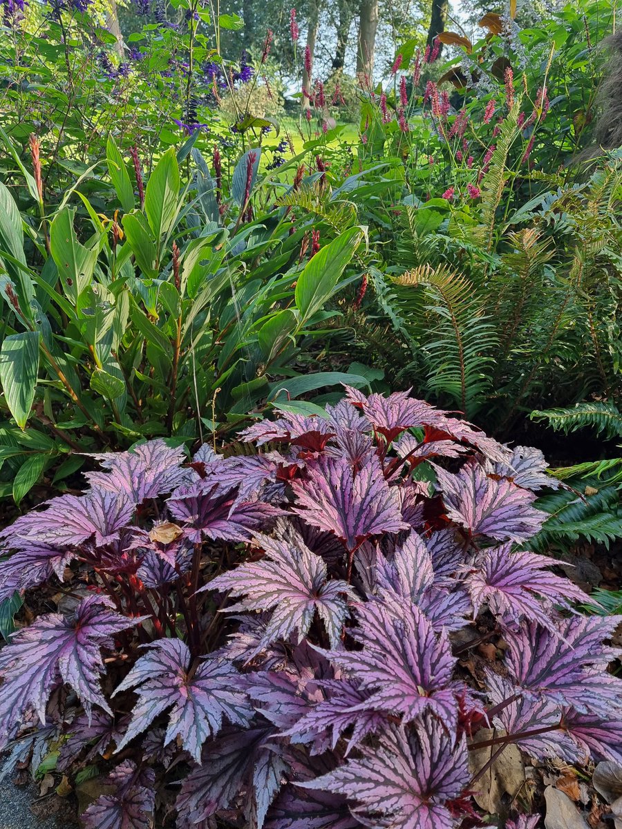 BobMehen's tweet photo. A few shots of the games lawn exotic bed; fading a little, but packed with colour & textures. #exotics #begonia #sonchus #salvia #Bistorta #gardening #Cornwall #RoselandParc https://t.co/wOSRnFSH7n