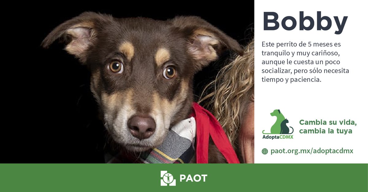 Me llamo Boby y tengo 5 meses.🐶🧸 Soy súper juguetón, activo y mi cosa favorita en el mundo es dar besitos 😗y morder zapatos.👟 Busco una familia👨‍👦‍👦responsable y amorosa. ¿Te gustaría adoptarme?❤️ Datos de contacto 👇 📲#whatsaap 55 5045 5580 ✉️tilicattan@hotmail.com