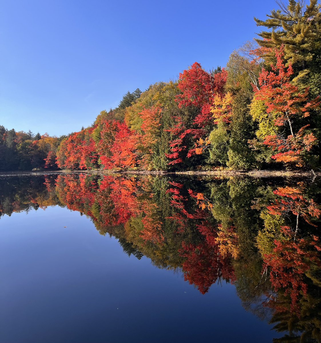 Emilie.isasa tweet media