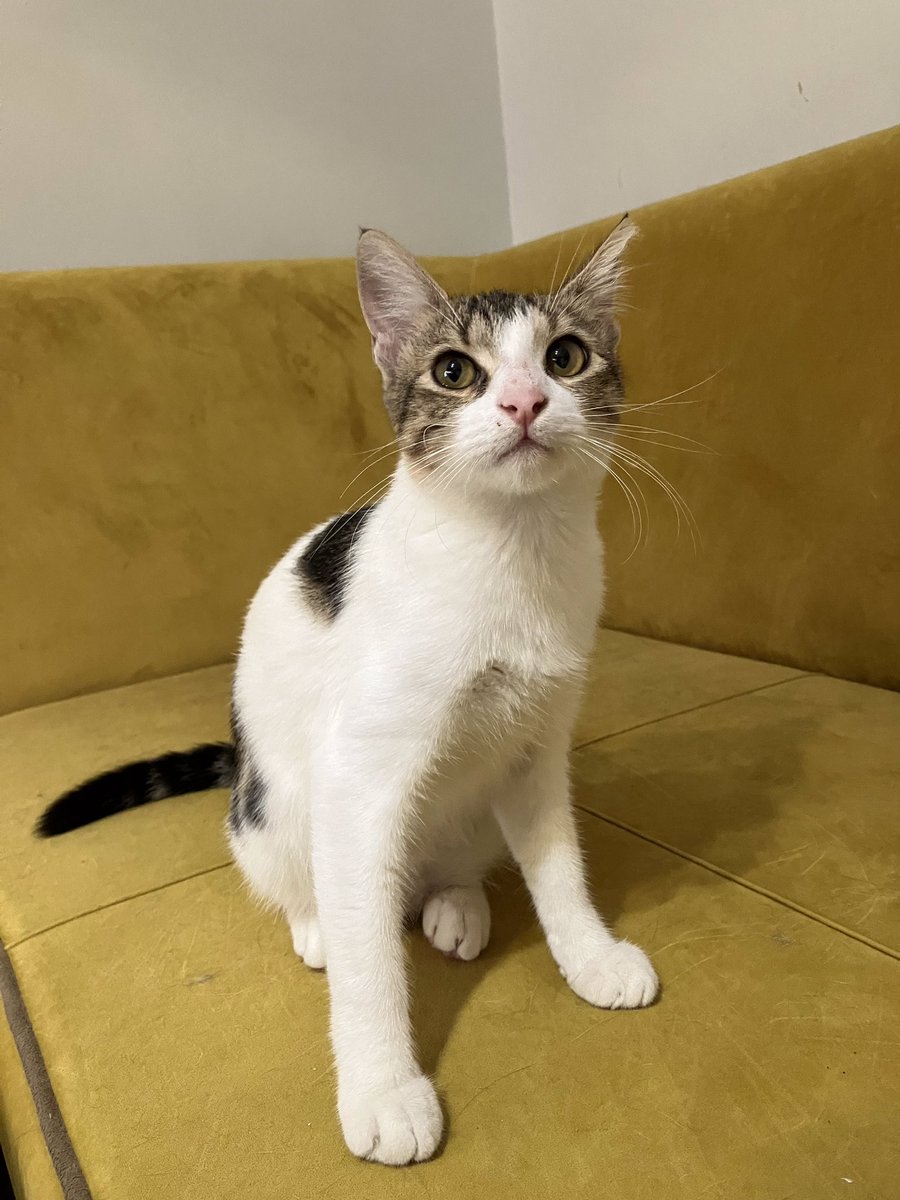 Kaymak bize 20 günlükken bırakıldı, şimdi 6 aylık ve ben tam 6 aydır yuva arıyorum. 1 kişi sadece 1 kişi bile sormadı. Dişi, iç-dış parazit ve karma aşıları var. Kedi teli olan, ömürlük yuvasını arıyorum, pes etmeyeceğim
🌸 İstanbul ama nakil ayarlarım.