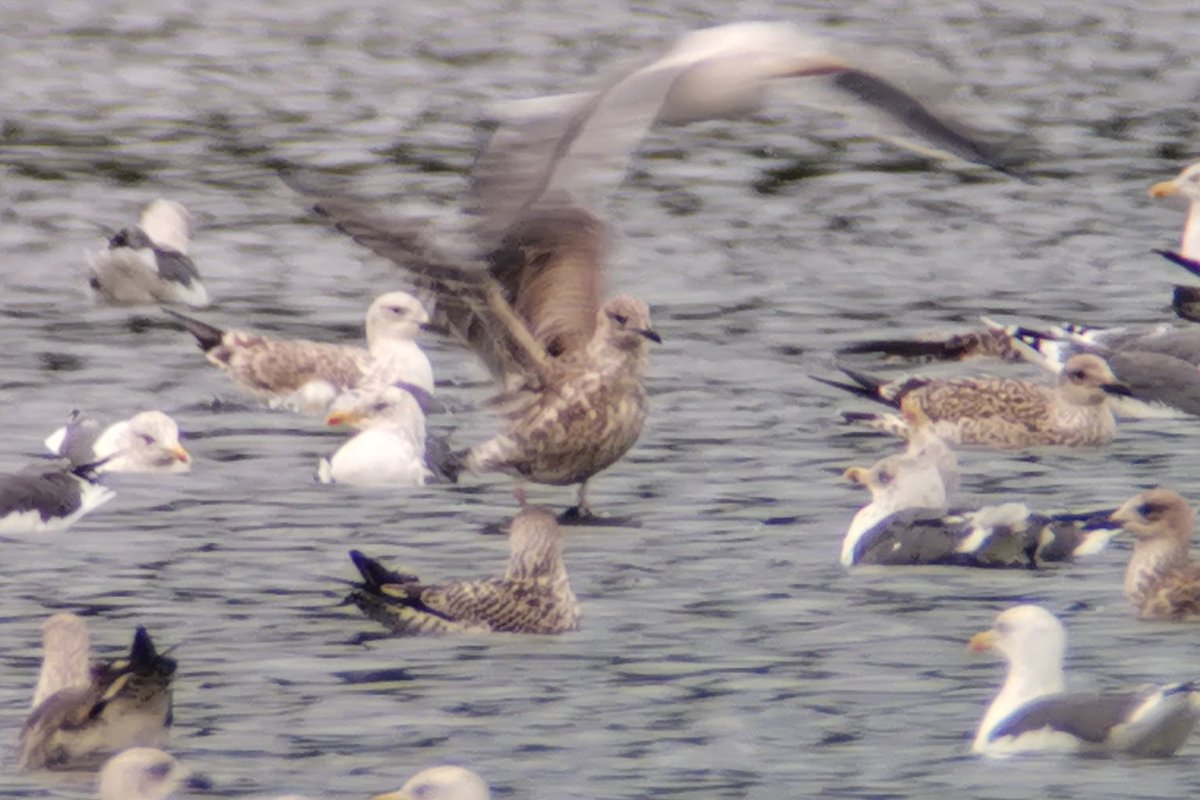 saloplarus's tweet photo. The annual autumn surge of LBBGs reached a staggering total of 8,500 at The Mere, Ellesmere this evening - must be one of the largest gatherings in the country? Also ad &amp; 1cy #CaspianGull and 15+YLGs #lovegulls #timelesswonder https://t.co/3QRvL3EKKo