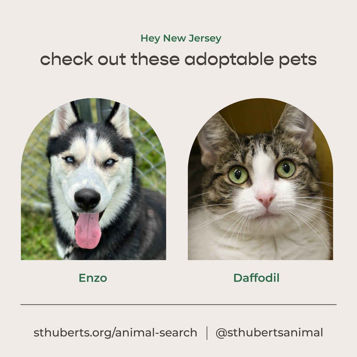 Freshpet's tweet image. Our October Pets of the Month are here from
@sthubertsanimal and the @PSPCA! 🐾

These sweet dogs &amp;amp; cats are looking for a place to call home and they have you in mind. 💚 #AdoptablePets