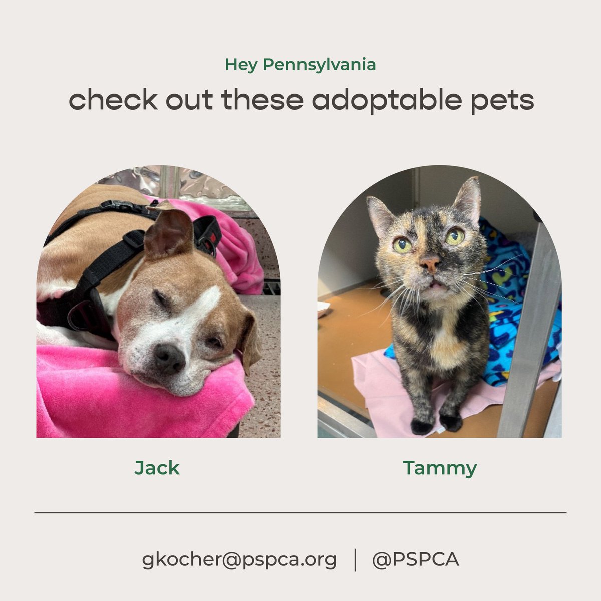 Freshpet's tweet image. Our October Pets of the Month are here from
@sthubertsanimal and the @PSPCA! 🐾

These sweet dogs &amp;amp; cats are looking for a place to call home and they have you in mind. 💚 #AdoptablePets
