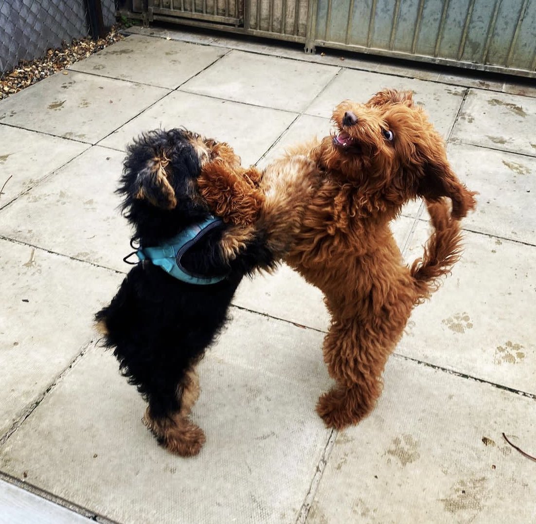 Sophie Hannah tweet media