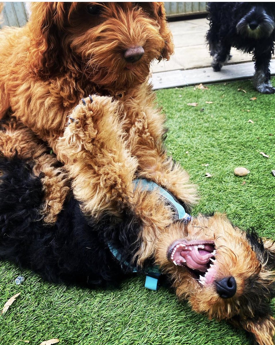 Sophie Hannah tweet media