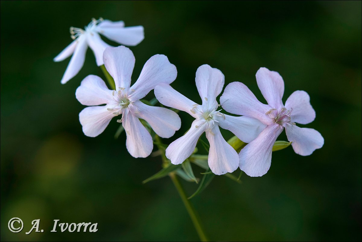 Saponaria officinalis
Fondón (Almería) - Octubre