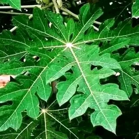 demi_farm's tweet photo. Pawpaw leaf meal will boost your Broiler chicken

One thing should know is that Pawpaw leaf meal can increase the weight of your broiler. 

Pawpaw leaf meal is the powder that is Produced when you dry and assets to avoid loss of nutrients. Pawpaw leaf meal has four benefits when you give it to your  broiler chickens. 

One of the benefit is that it reduces the number of worms so it acts as a dewormer for our chickens. It’s going to kill all the worms. Worms compete with our chicken for nutrients. So if you kill the worms that will help the feeds that the chicken consume to be neutralized. 

The second benefit of giving pawpaw leaf meal either through feeds or drinkers, is that it increases the weight of our broilers.