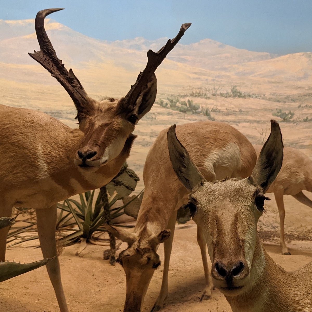 FieldMuseum's tweet photo. in honor of this weekend's #ChicagoMarathon — a list of mammals that could outrun @SUEtheTrex. ⬇️ https://t.co/oxHMe16p1g