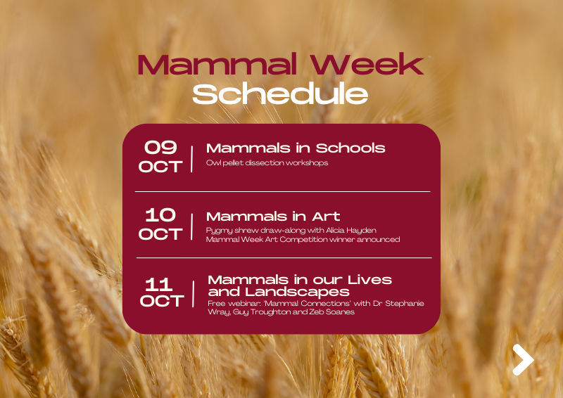 Mammal_Society's tweet photo. Excited for #MammalWeek? Have a look at our schedule for the week! 🗓  

From the 9th to 15th of October, we are celebrating and raising awareness for all our mammal counterparts! 🐾  

Each day of #MammalWeek, we celebrate the different #MammalConnections each of us have. https://t.co/P49HZCRFZy