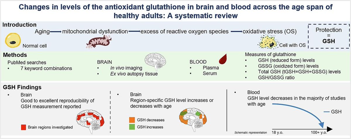 I am happy to share my first publication on level changes of the antioxidant glutathione in brain 🧠and blood🩸 across the age span of healthy adults. A big thank you to @eic_nic, @Badhwar_MindLab, and my supervisor @Aman_Badhwar sciencedirect.com/science/articl…