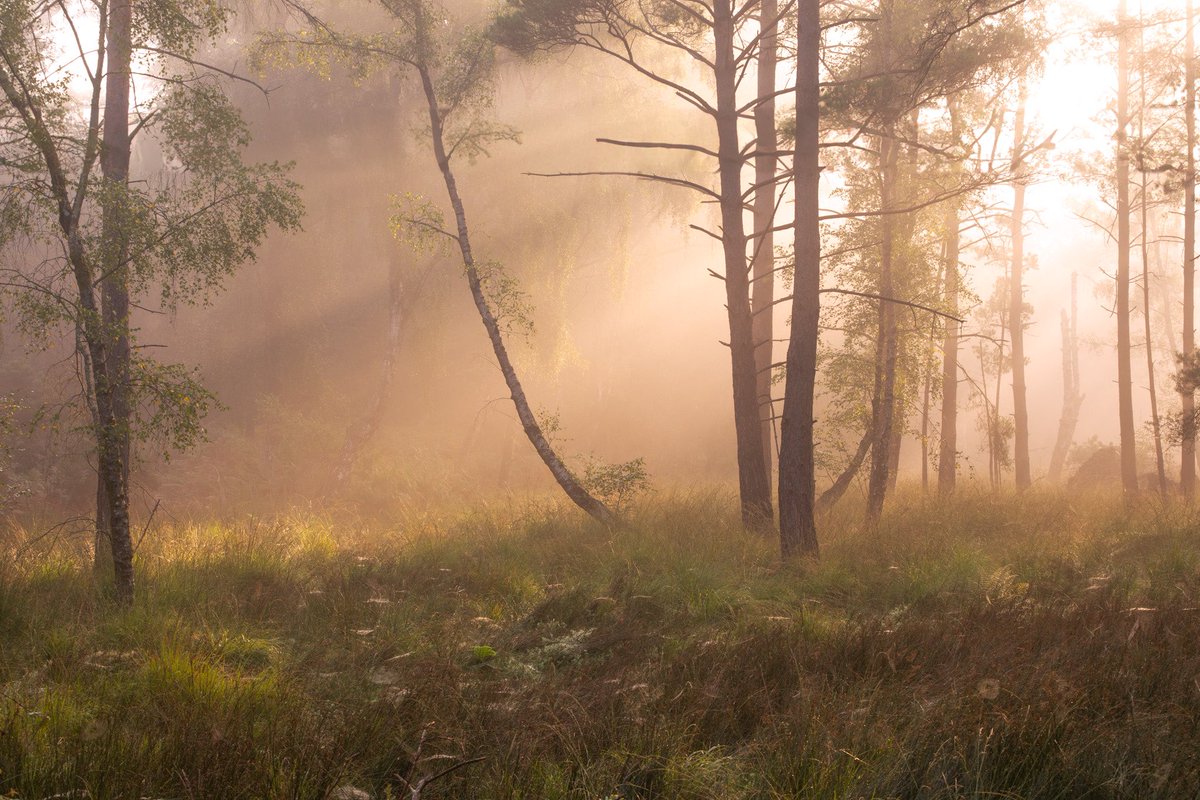 𝐌𝐚𝐭𝐭 𝐏𝐢𝐧𝐧𝐞𝐫 tweet media