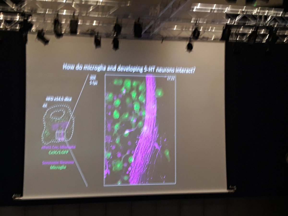 Incredible talk by @staci_bilbo about maternal HFD effects on  serotonin-mircoglia relationships during early embryonic devo 🤩😍