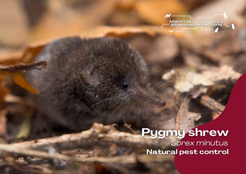 Mammal Society tweet media