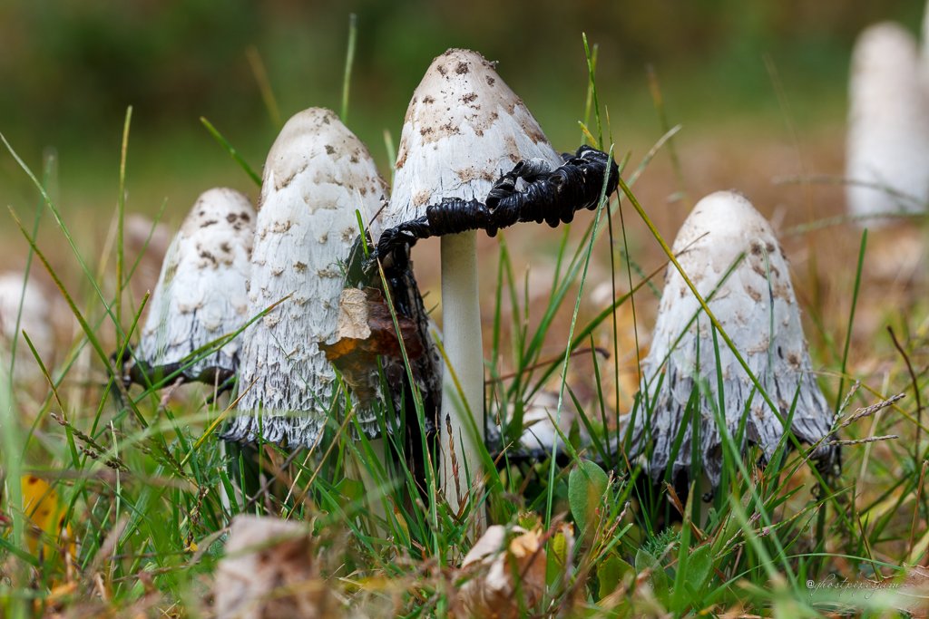 ghostpipesjam's tweet photo. Fall has arrived, peak colors in the #ADK, and some rain in the forcast! Shaggy manes from this mornings coffee run (Coprinus comatus). 
#mushrooms #mushroom #fungi #nature #wildmushroom #wildmushrooms #mycology #NaturePhotography #FungiFriday #mushroomtwitter https://t.co/BiVDfaGhD4