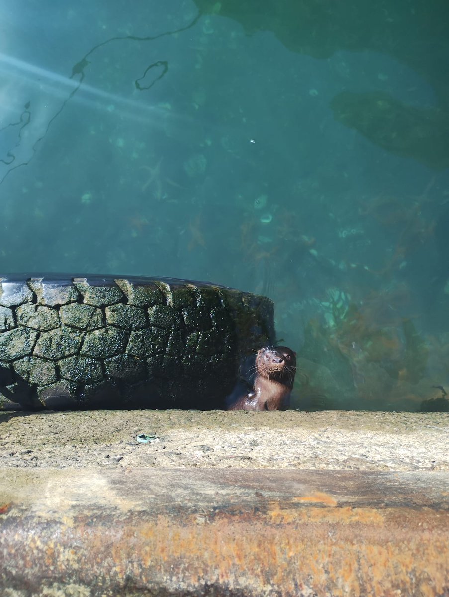 No me van a creer... estaban mis colegas de de Maullín fiscalizando el desembarque de reineta en Carelmapu, que a todo esto no hubo incumplimientos, cuando de repente cacharon que el primo del sur estaba ojo al charqui por si le caía algo 😂! No sé a quién salió tan vivito ese 👀