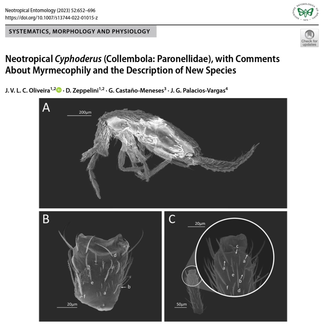 Neotropical Cyphoderus (Collembola: Paronellidae), with Comments About  Myrmecophily and the Description of New Species