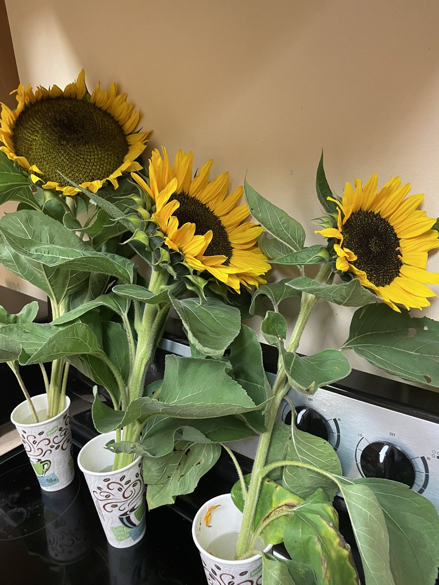 HCMorganFC's tweet photo. We have sunflowers and handmade crafts available at our Hiram Farm farmers market in the East Hall kitchen from 1-3 today! We also have organic steaks &amp; ground beef! https://t.co/9eglU2DXwJ