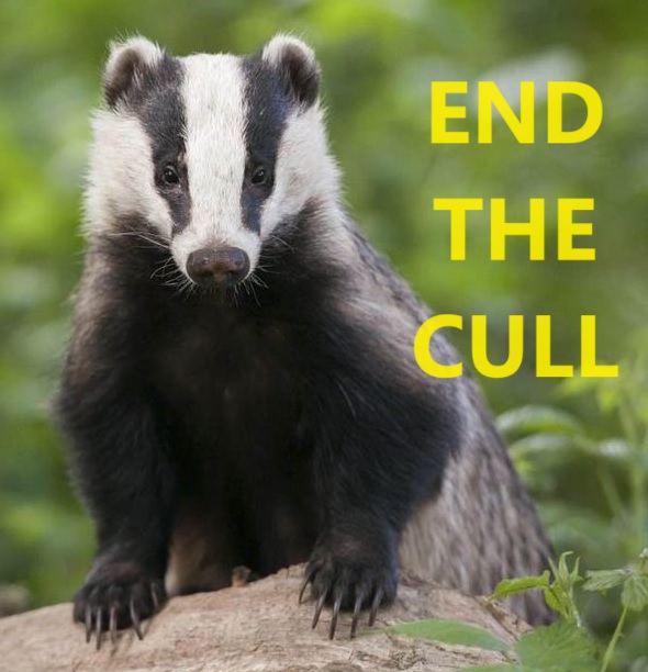 #ThoughtForTheDay on #NationalBadgerDay 🦡

Stop Badgering #Badgers and #EndTheCull NOW!!!