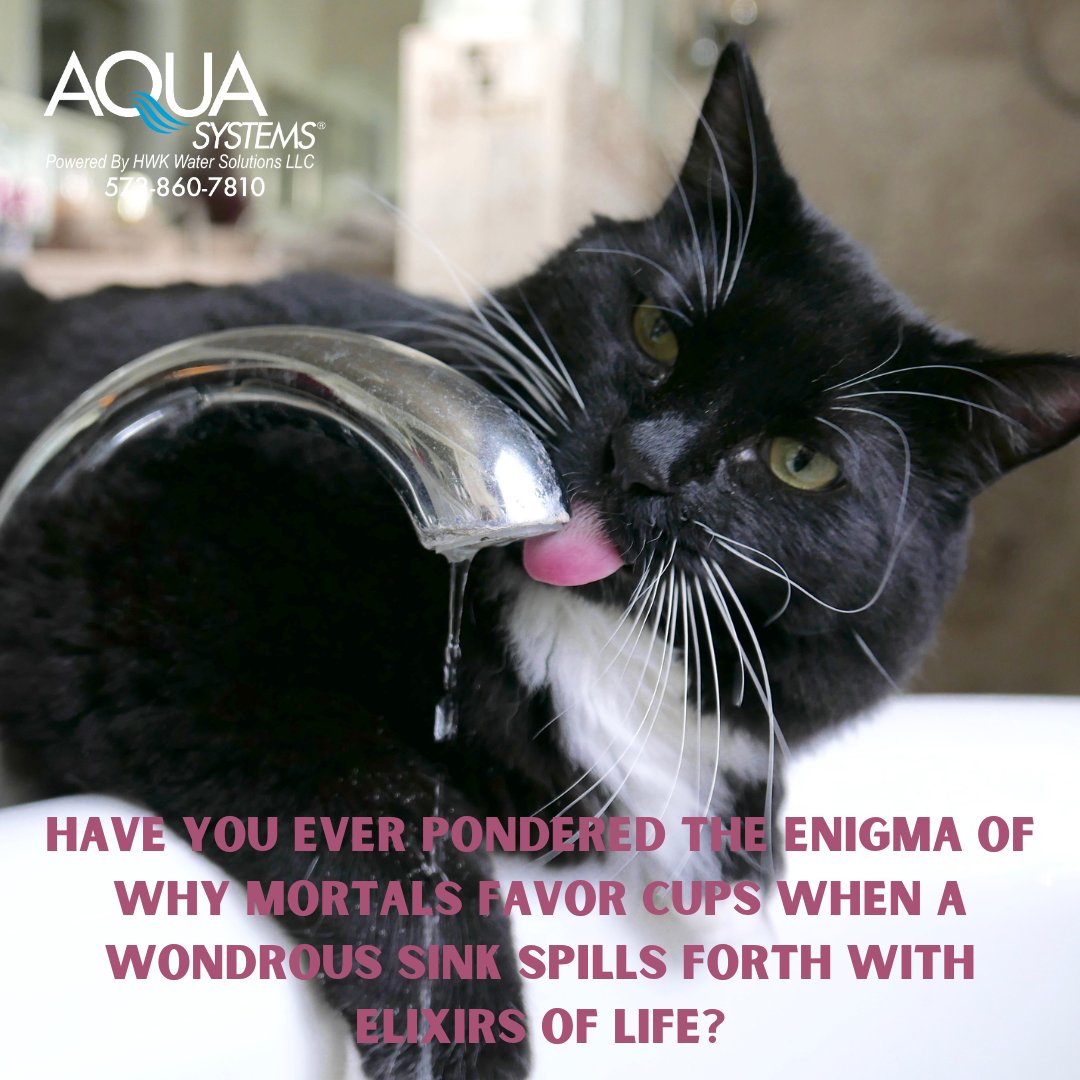 AquaSystemsHWK's tweet photo. 🤔 Ever pondered why humans don't lap water straight from the sink like us curious cats? 😸 It's one of life's mysteries! 💦#aquasystems #ilovemywater #cats #hydration #WaterCuriosity #CatsVsHumans https://t.co/3UYdZkeaVm
