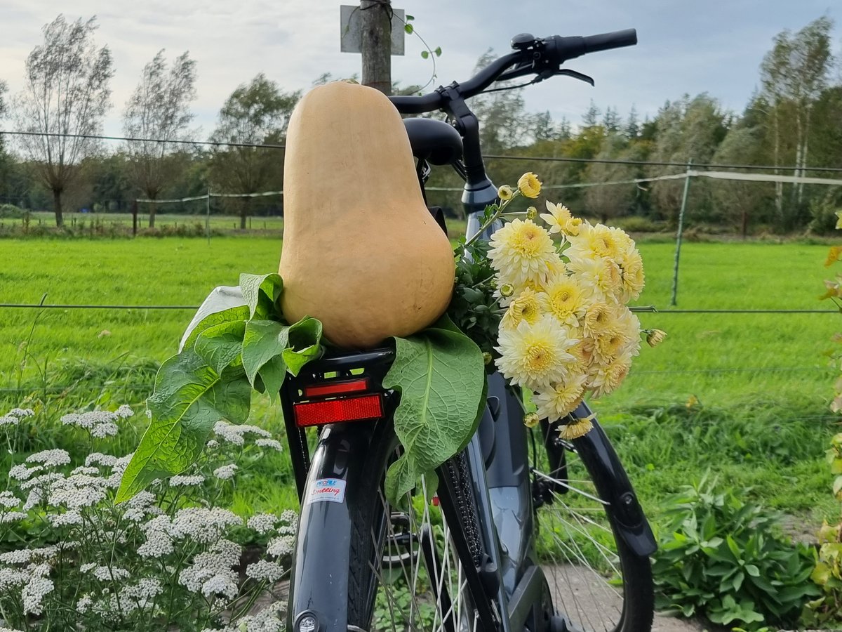 KeyFlex's tweet image. Dat wordt Pompoensoep voor de hele straat 😅🤣😉 #secretgarden