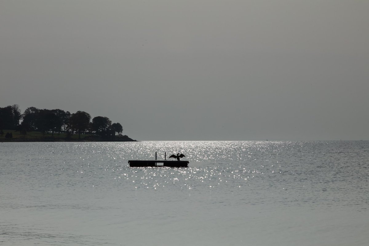 Shooting into the morning sun &amp; rising haze with graduated, neutral density filter and solid irnd filter - Comorant drying on a swimming float at Sasco Hill Beach, Southport, Connecticut 10.1.23

#southportct #southportharbor #fairfieldcountyct #coastalliving #coastalnewengland