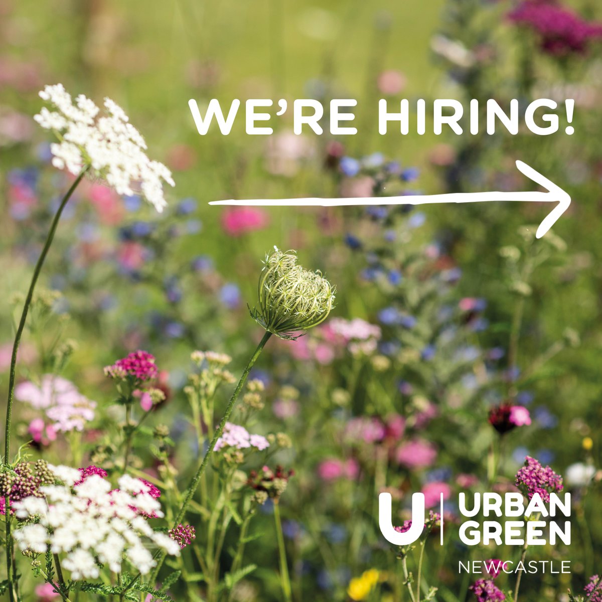 ParksNewcastle's tweet image. We're Hiring! 
Are you interested in joining the team to become part of an innovative movement to secure the future of parks, allotments and green spaces in Newcastle upon Tyne?

Find out more information and apply here: urbangreennewcastle.org/about-us/join-…